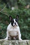 BOULEDOGUE FRANCAIS 1142